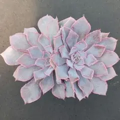 メルカリ便　シャビアナ錦　大苗　ポットごと メルカリ便 シャビアナ錦 大苗 ポットごと