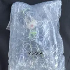 ツイステ　ディフォルメフィギュア　シリーズ4 マレウス