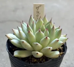 多肉植物　エケベリア　ザラゴーサ特美　美形苗