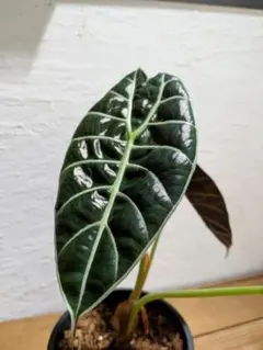 2026年最新】alocasia watsonianaの人気アイテム - メルカリ