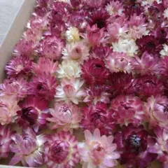 くみこさんさま専用です ドライフラワー貝細工小さめとミニ