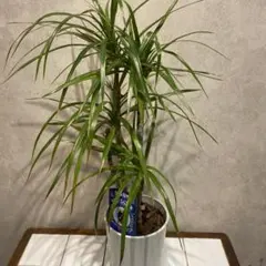 モッピー様 リクエスト 2点 まとめ商品