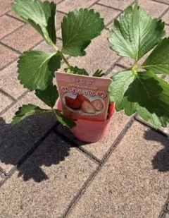 1株　いちご　苗いちご苗　やよいひめ　甘いいちご
