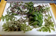 多肉植物 カット苗『ルビーネックレス・斑入りベビーサンローズ・夕映え』