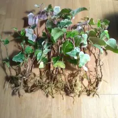 angela様 リクエスト 3点 まとめ商品