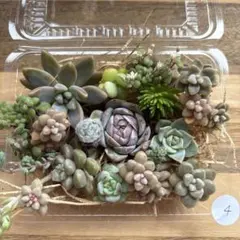 2026年最新】多肉弁当の人気アイテム - メルカリ