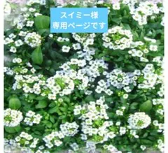 専用ページです