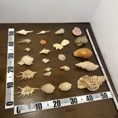 値下済 貝殻 約20点 まとめ インテリア クラフト素材