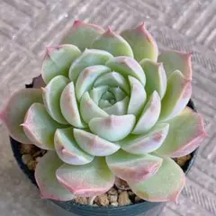 2025年最新】ゆきんこさん苗の人気アイテム - メルカリ