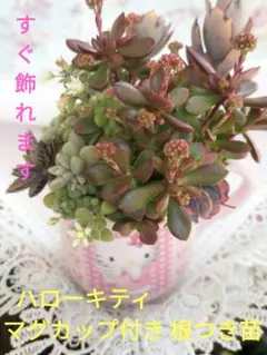 ハローキティ 多肉植物寄せ植えそのまま飾れるギフト手みやげプレゼント マグカップ