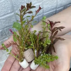 【簡単/水中葉/おもり付き】おまかせ水草セット｜3種×2本｜お手軽、安心、ドボン