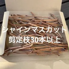 Item thumbnail for item d9b17526-bddc-4233-a476-e7b708a86b03