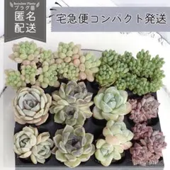 多肉寄せ植えセット プラグ苗 土付き 1部抜き苗 - メルカリ