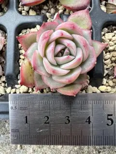 N 2点目以降1点につき50円引様 リクエスト 3点 まとめ商品