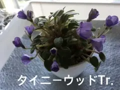 こ*ー様 セントポーリア タイニーウッドTr.のサムネイル