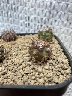 2025年最新】コルムナアルバの人気アイテム - メルカリ