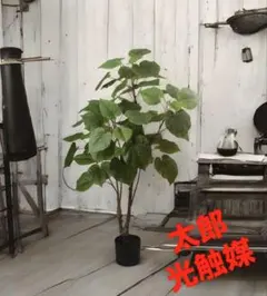光触媒　人工観葉植物　ウォールグリーン　フェイクグリーン　ウンベラータ120@@のサムネイル