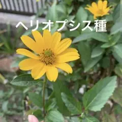 ヘリオプシス　種　50コ　黄色の花の種　姫ひまわり　宿根草　花の種