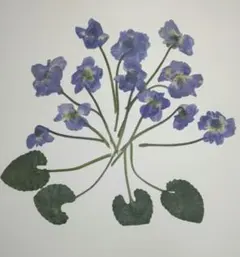 Item thumbnail for item e4337211-8311-46bc-9ee0-67bde4ae0d62