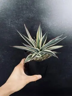 【美株】アガベ　チタノタ　スノーグロー　錦 美株】アガベ チタノタ スノーグロー 錦