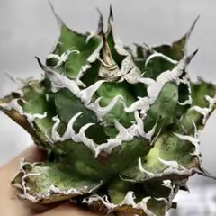 ♡シーザー錦♡　アガベ　チタノタ、まみ、、 　斑入り アガベ チタノタ凱撒錦 シーザー 覆輪斑 Agave titanota SUPER