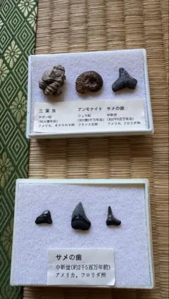 2026年最新】三葉虫化石の人気アイテム - メルカリ