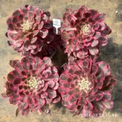 Top【選抜株】多肉植物360906アエオニウム ブレシング24個 鉢無し/脱土