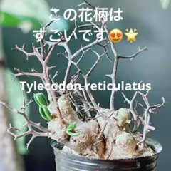 ◾️メルカリ便◾️発根済み現地球チレコドンレティキュラーツス 早い者勝ち☆発根促進処理済み♪】 チレコドン レティキュラーツス
