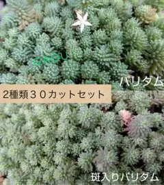 nyao様 リクエスト 2点 まとめ商品