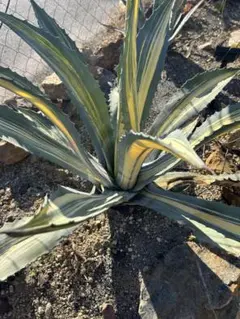 2025年最新】アガベ アメリカーナ 子株の人気アイテム - メルカリ