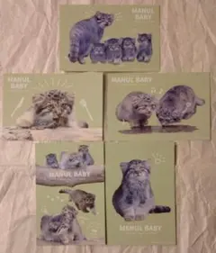 神戸どうぶつ王国 マヌルネコ ポストカードセット（グリーン）