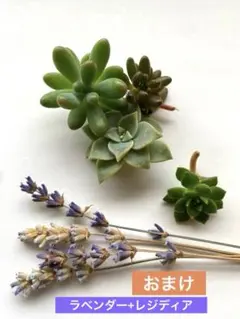 2026年最新】虹の玉の人気アイテム - メルカリ