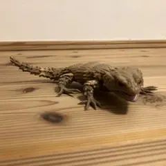 バンダイ　ガシャポン　フィギュア　いきもの大図鑑　アルマジロトカゲ