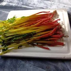 山菜 ミズ 600g 新潟県産 採れたて新鮮発送 - メルカリ