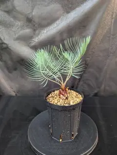 2025年最新】サイカス・カイルンシアナの人気アイテム - メルカリ