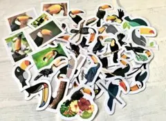 オニオオハシのフレークシール