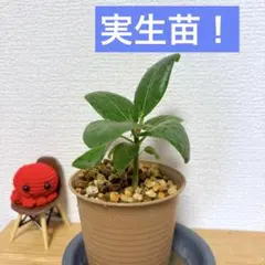 2026年最新】ベンガレンシスの人気アイテム - メルカリ