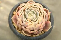 悠*★様 エケベリア・Onslow斑入り