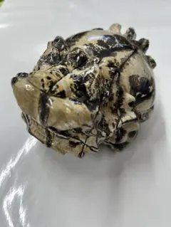 アウストラロピテクス·アフリカヌス実物大模型 - メルカリ