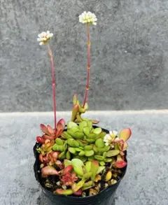 多肉植物♡可愛い紅稚児(^^)抜き苗 紅稚児 多肉植物 抜き苗 - メルカリ