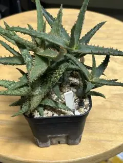 2025年最新】ロウルサンコ アロエの人気アイテム - メルカリ