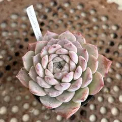 arimama様 リクエスト 3点 まとめ商品