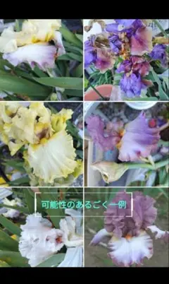 ジャーマンアイリスのサムネイル