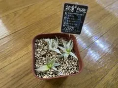 echo様 リクエスト 2点 まとめ商品