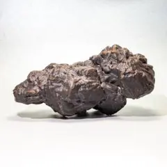 レア　希少 Cristata . 生きているバケモン化け物　ひぼたん レア 希少 Cristata . 生きているバケモン化け物 ひぼたん - メルカリ