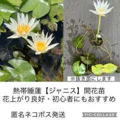 2025年最新】熱帯スイレンの人気アイテム - メルカリ