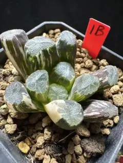 49b 多肉植物 ハオルチア 狼蛛オブツーサ錦 自家繁殖 抜き苗発送