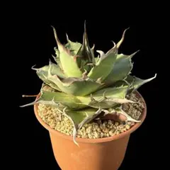 ボアコン様 リクエスト 2点 まとめ商品