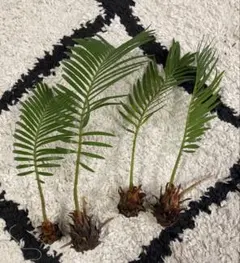 2025年最新】蘇轍の人気アイテム - メルカリ