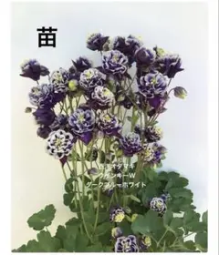 西洋オダマキ2苗 739-NOD009.jpg?1